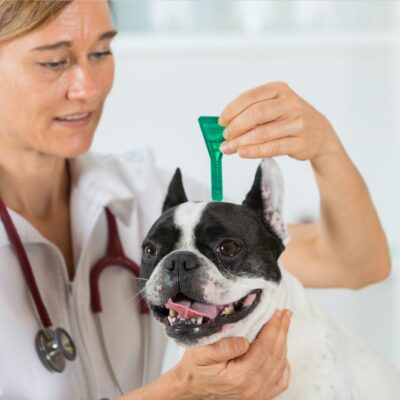 Top 5 heartworm prevention medication for dogs