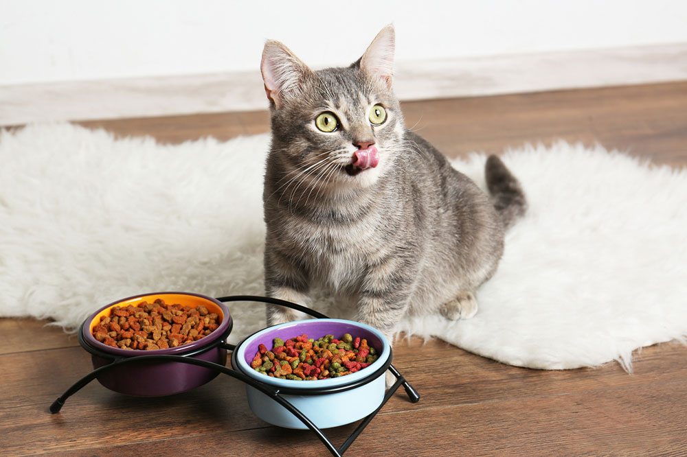 10 brands to check out for Black Friday cat food deals in 2022