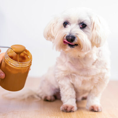 7 human foods that dogs can safely consume