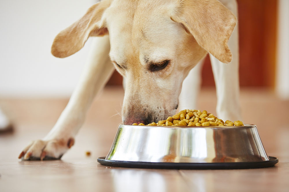 Top 10 Best Dog Food Deals for 2023 Black Friday