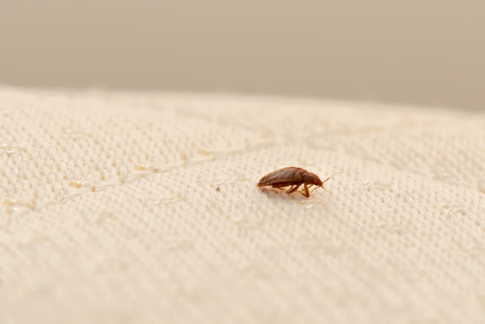 Top 7 bed bug-infested places