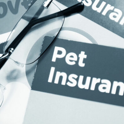 4 mistakes pet owners make when purchasing pet insurance