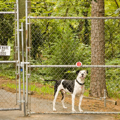 7 reasons invisible fences might fail to protect pets