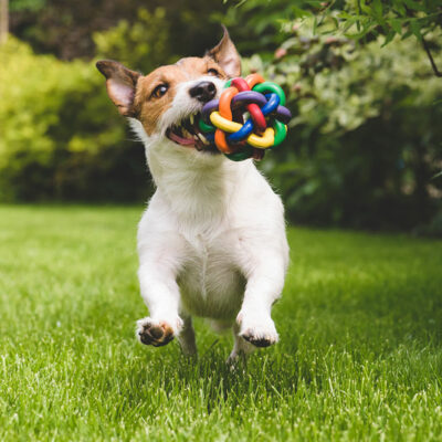 Guide to safe chews and non-toxic toys for dogs